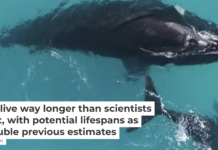 Animals with long lifespans tend to reproduce extremely slowly. Els Vermeulen